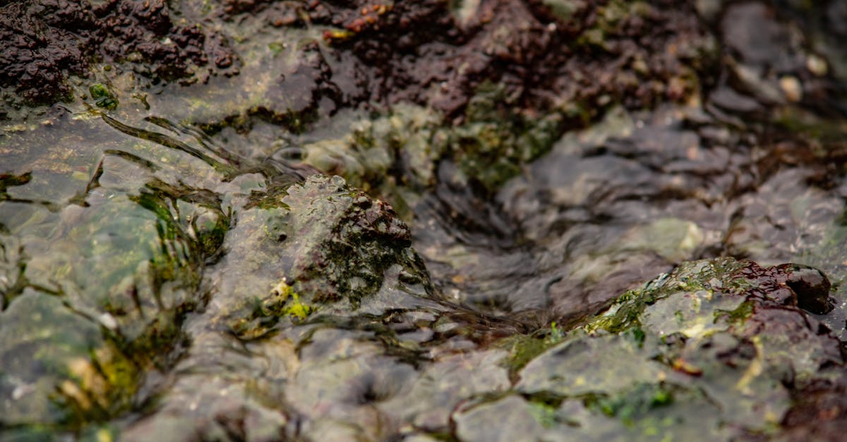 découvrez l'importance du micro-environnement dans le développement des entreprises. explorez comment les facteurs comme les clients, les fournisseurs et la concurrence influencent votre stratégie et performance sur le marché.