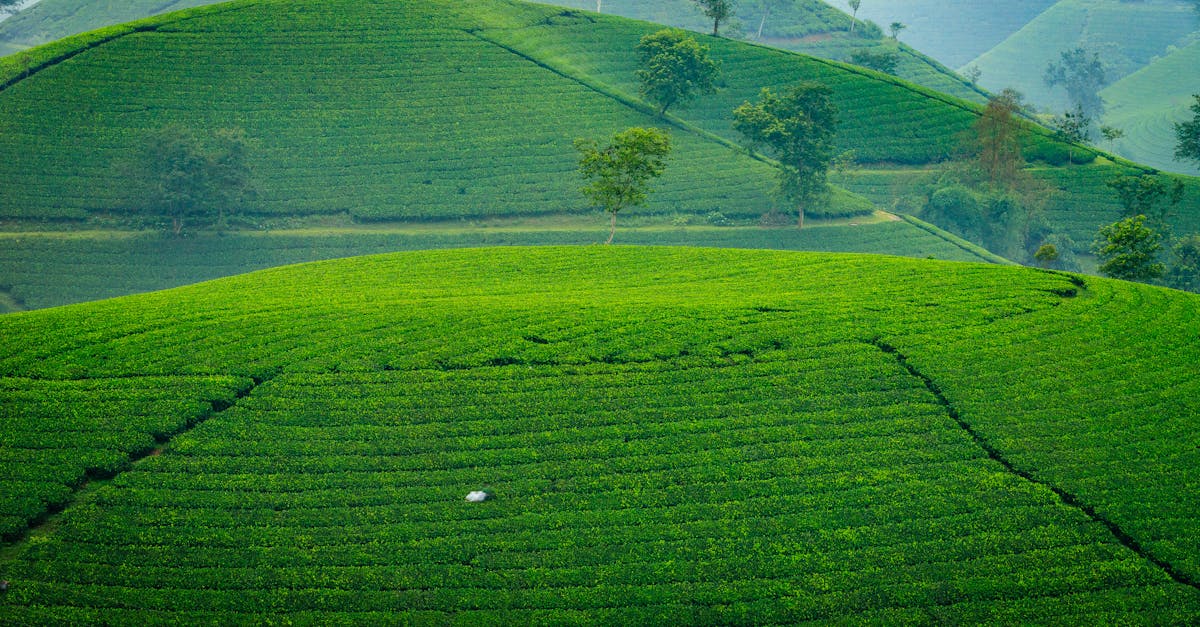 découvrez les différents statuts juridiques adaptés aux entreprises agricoles : aides à la décision, avantages et obligations selon la forme choisie pour votre exploitation.