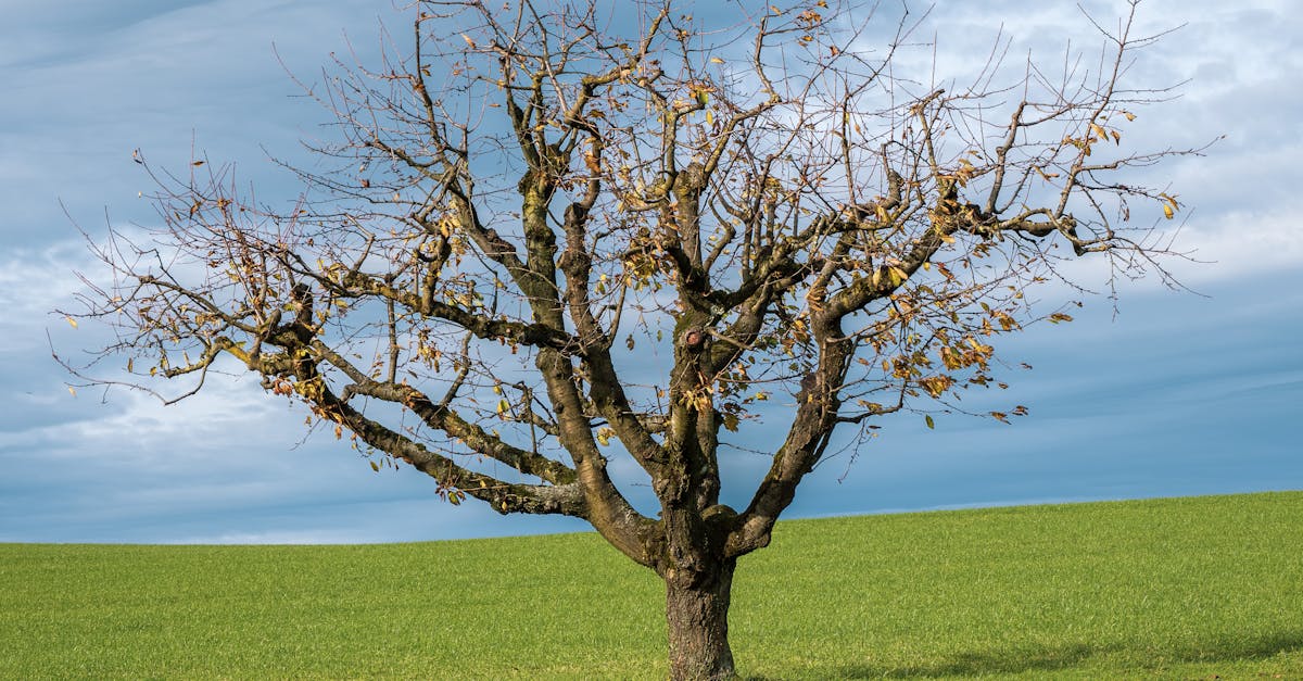 apprenez comment créer une association seul, étape par étape, pour concrétiser vos projets associatifs de manière autonome et efficace.