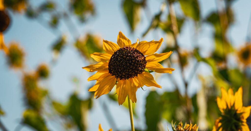 Comment utiliser Instagram efficacement pour développer votre audience ? découvrez des stratégies efficaces pour accélérer la croissance de votre compte instagram, augmenter votre visibilité et engager votre communauté.