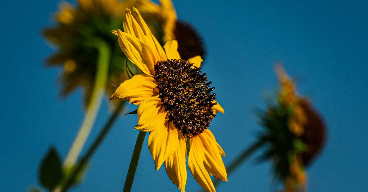 découvrez les meilleures stratégies pour augmenter votre audience et booster votre croissance sur instagram rapidement et efficacement.