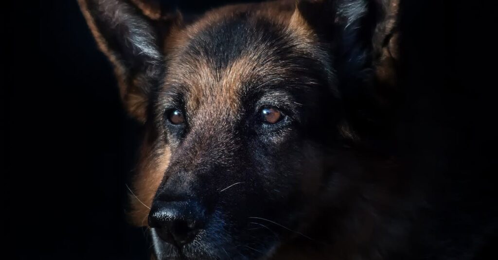 Comprendre la procédure d’alerte en cas de problème de sécurité découvrez notre procédure d'alerte de sécurité pour garantir une réponse rapide et efficace face aux menaces potentielles, assurant la protection optimale de vos biens et données.